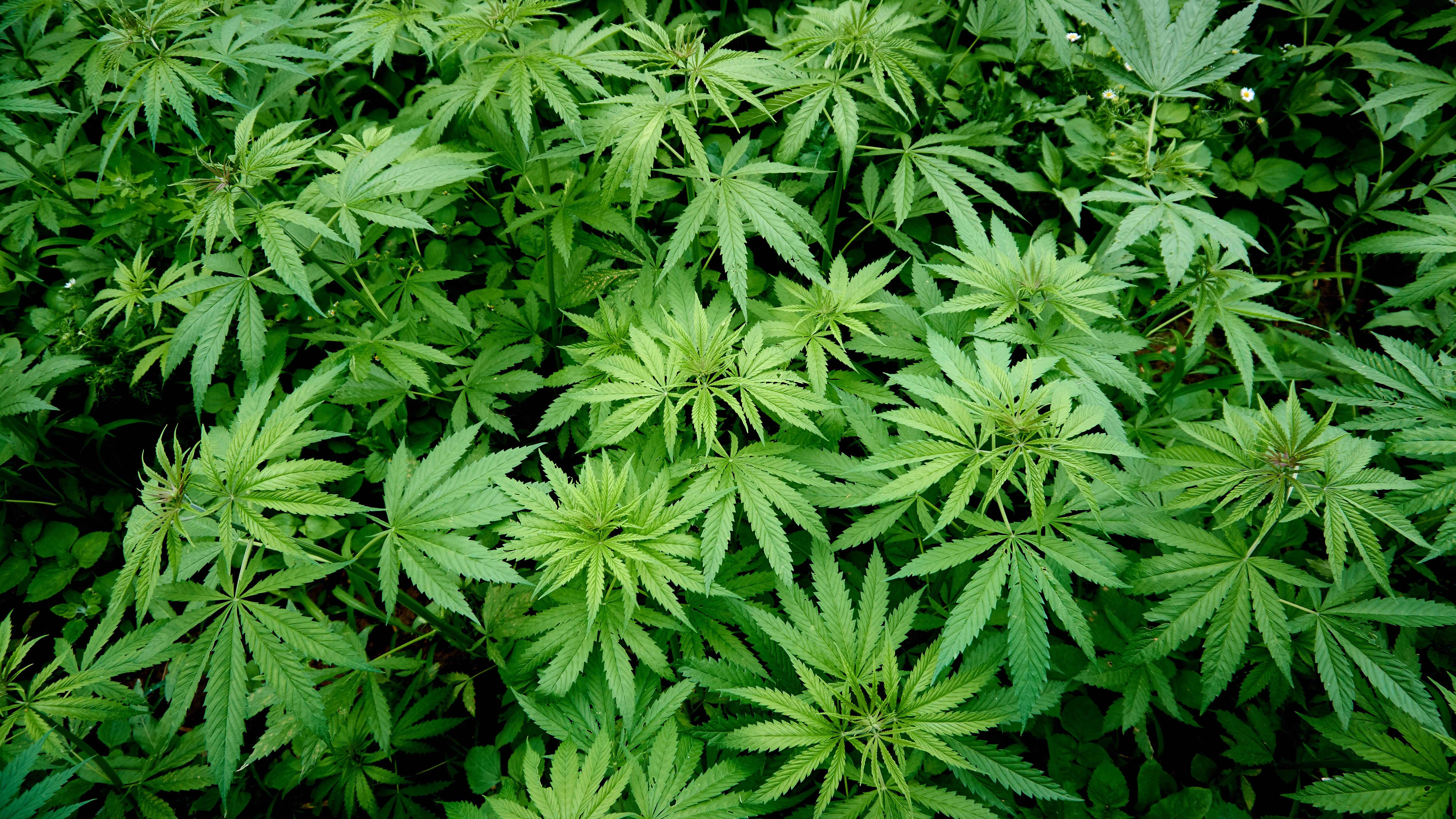 Vísindaleg þekking 2